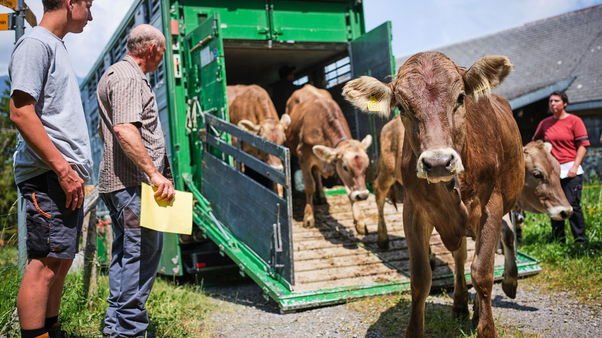 Alpviehvermittlung